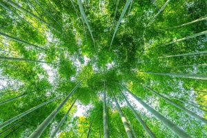 bamboo-forest-nature-background